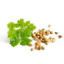 cilantro seeds