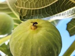 bff female