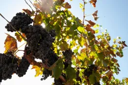 Wine grapes