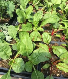 Plants for sale at Petaluma Bounty Farm