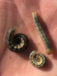 True armyworms.