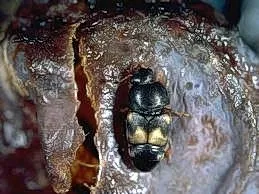 Small black beetle with brown markings on fruit.