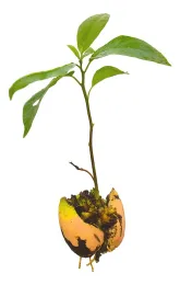 avo