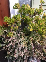 succulent
