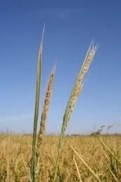 WEEDY RICE