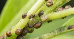 2021Q4Pests02