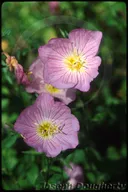 Photograph © 2004 Joseph Dougherty/ecology.org