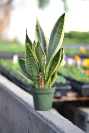 Vertically striped yellow and green houseplant.