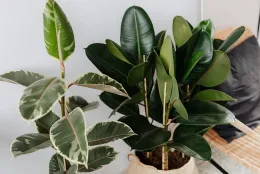 Two houseplants with reddish brown leaves about 3 feet tall.