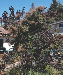 Smoke tree