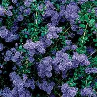 Ceanothus ‘Concha’ - UC Davis Arboretum