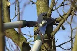 winter orchard care 2022