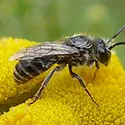 ground bee on a flower