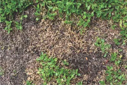 Brown spots