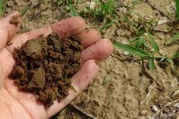 Palms-up hand holding soil over a lawn.