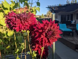 Sad Dahlias
