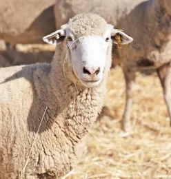 Sheep