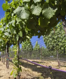 Grapevines