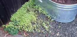 Morning glory seedlings