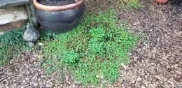 Volunteer potentilla