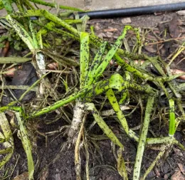 Black aphids