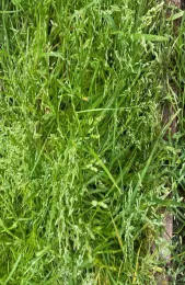Small Fescue
