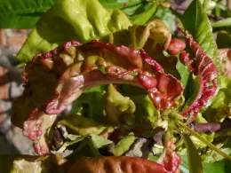 Peach leaf curl