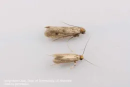 Clothes moths