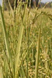 Weedy rice