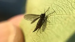 Tiny black gnat on a bright green leaf.