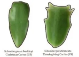 leaf shape