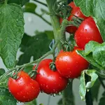 Tomato_Slicer_Patio_pixabay.com-150