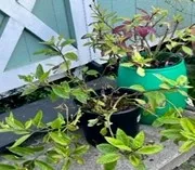 My Spinach plants. The green pot with green and purple Malabar spinach leaves was a cutting from the mother plant I potted a year ago. I've made several cuttings from both of them.