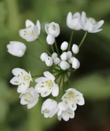 Allium triquetrum