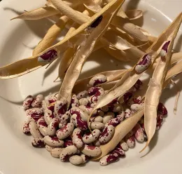 Removing beans from pods