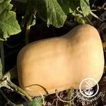 Winter Squash_Butternut_Waltham_trueleafmarket.com-150