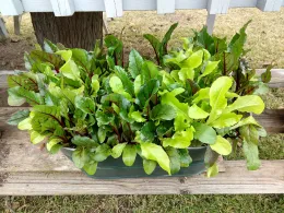 leaf lettace