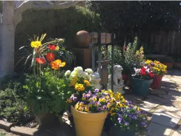 Spring flowers in containers