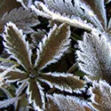 frost