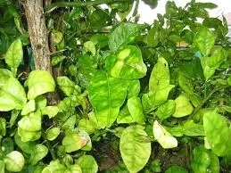 HLB symptoms