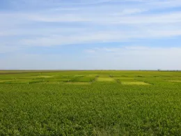 Delta rice variety trial.