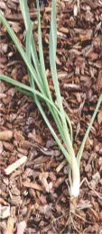 Common Salsify