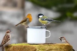 back yard birds