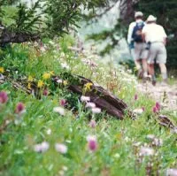 Healthy Soils