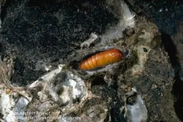 Orangish-brown pupae on a twig.