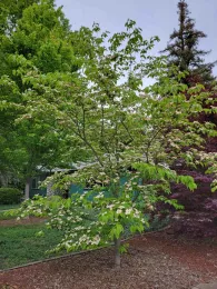 Stellar Pink Dogwood in bloom, Jeanette Alosi