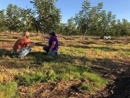 expertos de UC ANR observando un campo de cultivo
