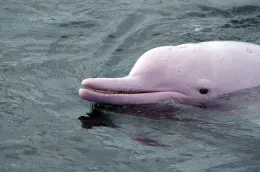 Pink dolphins