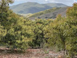 Fig .1. One of the experimental avocado orchards