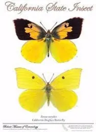 This Bohart Museum of Entomology poster, the work of Greg Kareofelas and Fran Keller, shows the male (top) and female dogface butterfly.